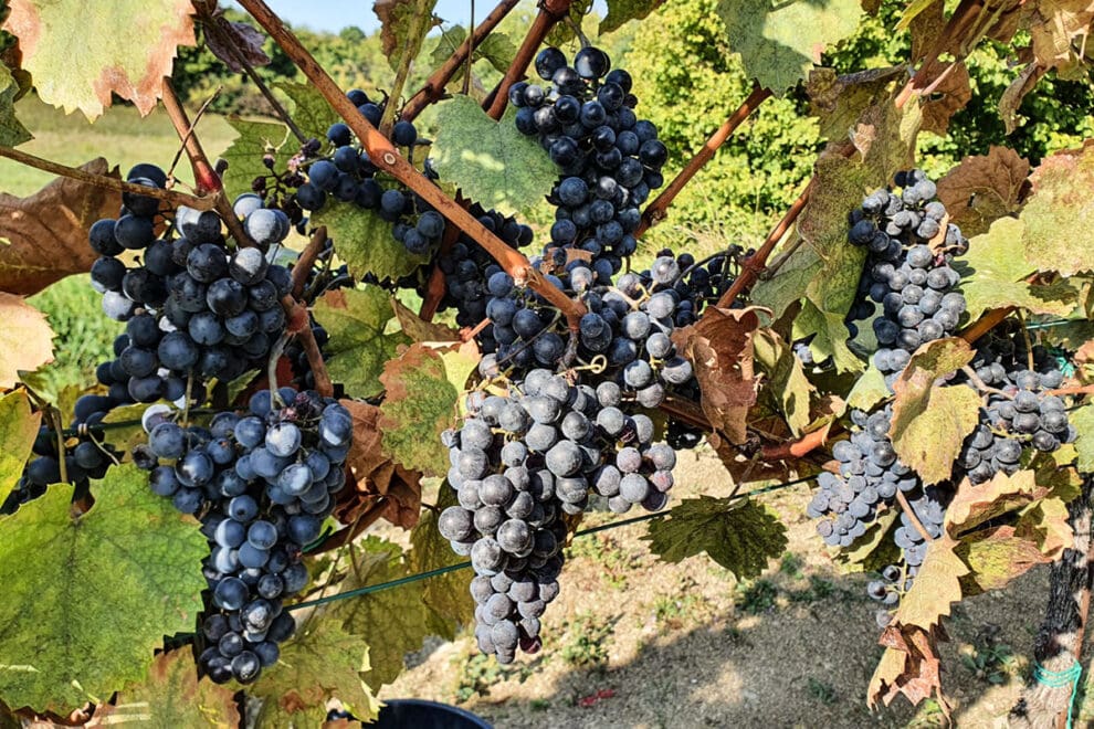 Weinlese – Eigenbauweine aus dem Burgenland im Hotel Vierjahreszeiten in Flachau