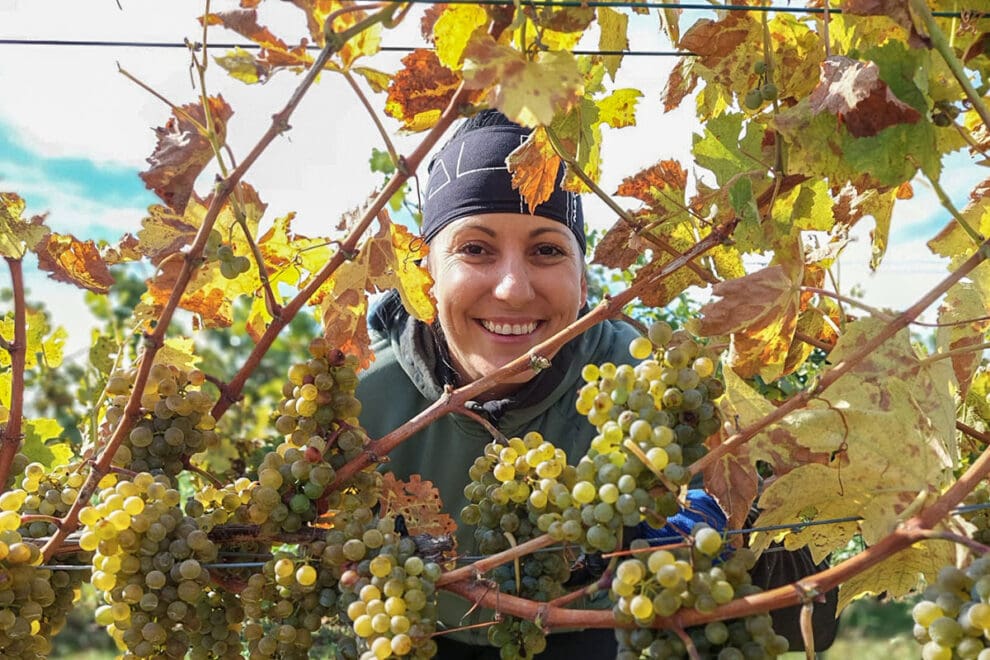 Weinlese – Eigenbauweine aus dem Burgenland im Hotel Vierjahreszeiten in Flachau