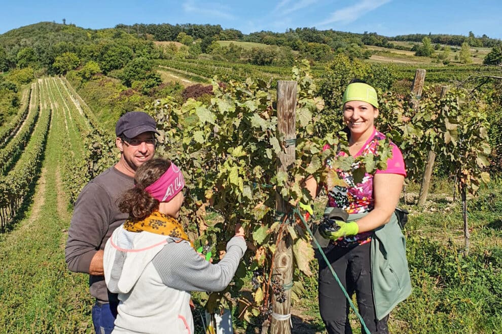 Weinlese – Eigenbauweine aus dem Burgenland im Hotel Vierjahreszeiten in Flachau