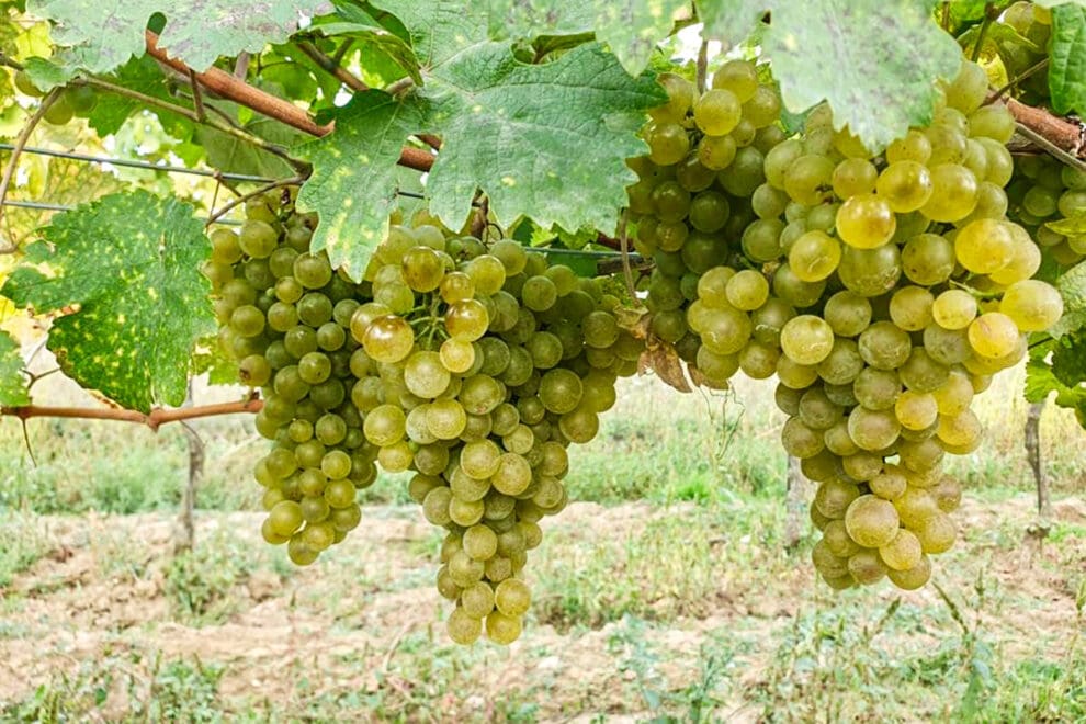 Weinlese – Eigenbauweine aus dem Burgenland im Hotel Vierjahreszeiten in Flachau