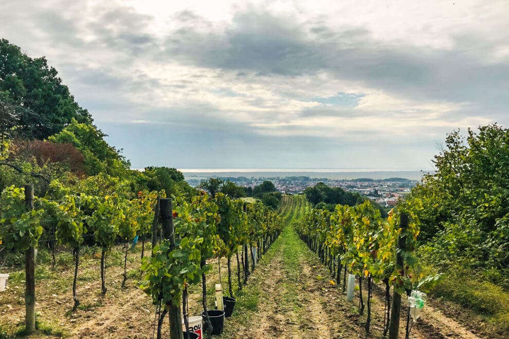 Weinlese – Eigenbauweine aus dem Burgenland im Hotel Vierjahreszeiten in Flachau