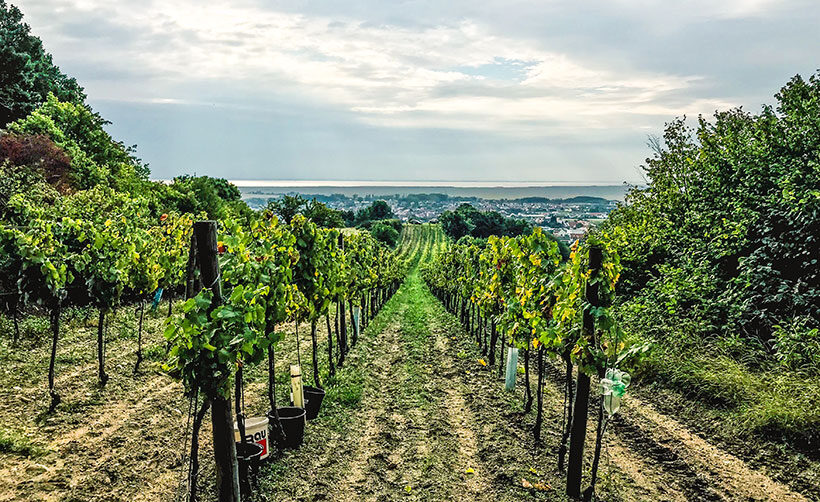 Weinlese – Eigenbauweine aus dem Burgenland im Hotel Vierjahreszeiten in Flachau